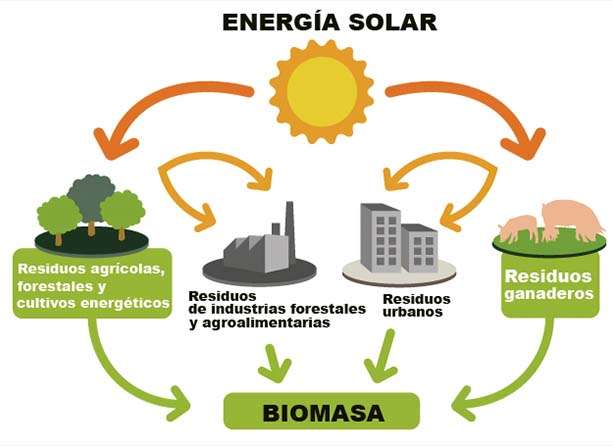 Biomassa